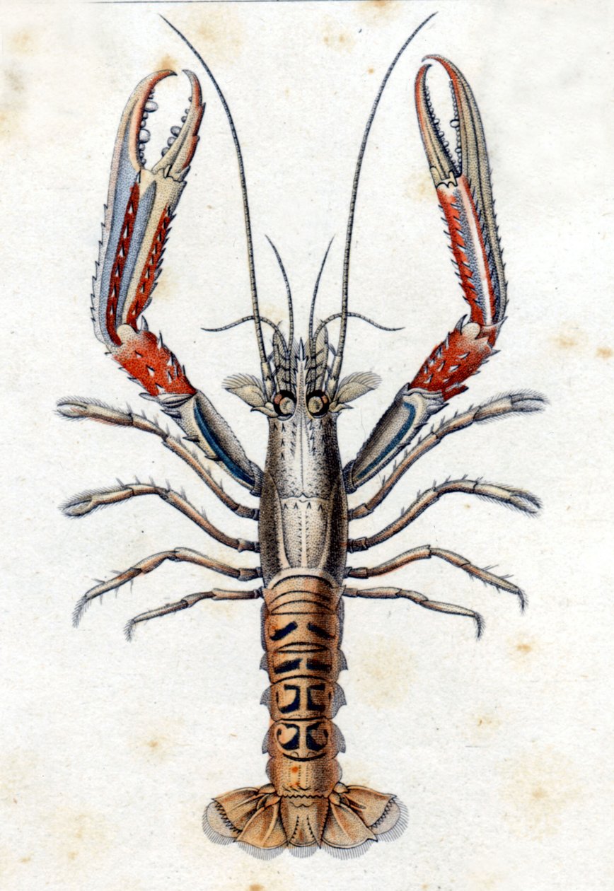 Naturhistorisk plate: Langoustine etter Marc Elieser Bloch Ichtyologie Paris - Berlin - London 1787. av Marcus Élieser Bloch
