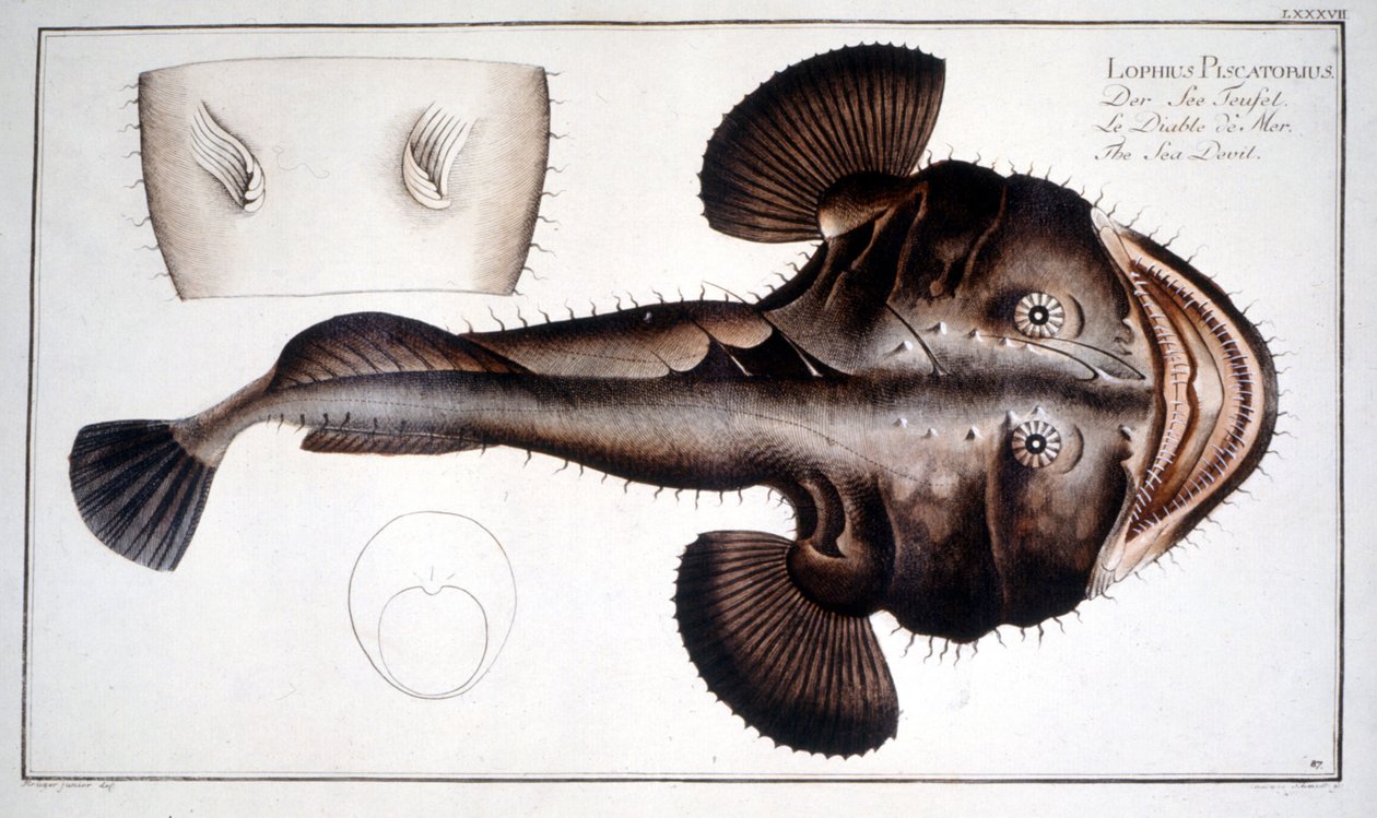 Naturhistorisk plate: Lotte d