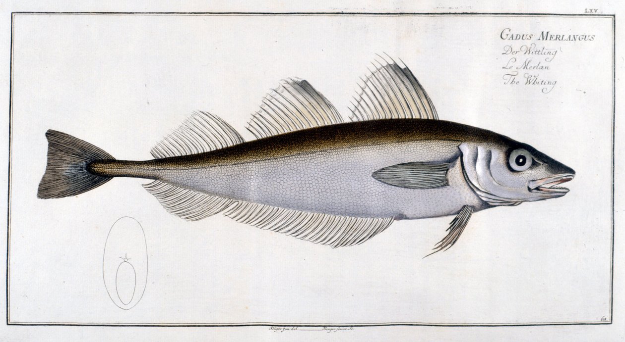 Naturhistorisk styre: Hvittingen etter Marc Elieser Bloch Ichtyologie Paris - Berlin - London 1787. av Marcus Élieser Bloch