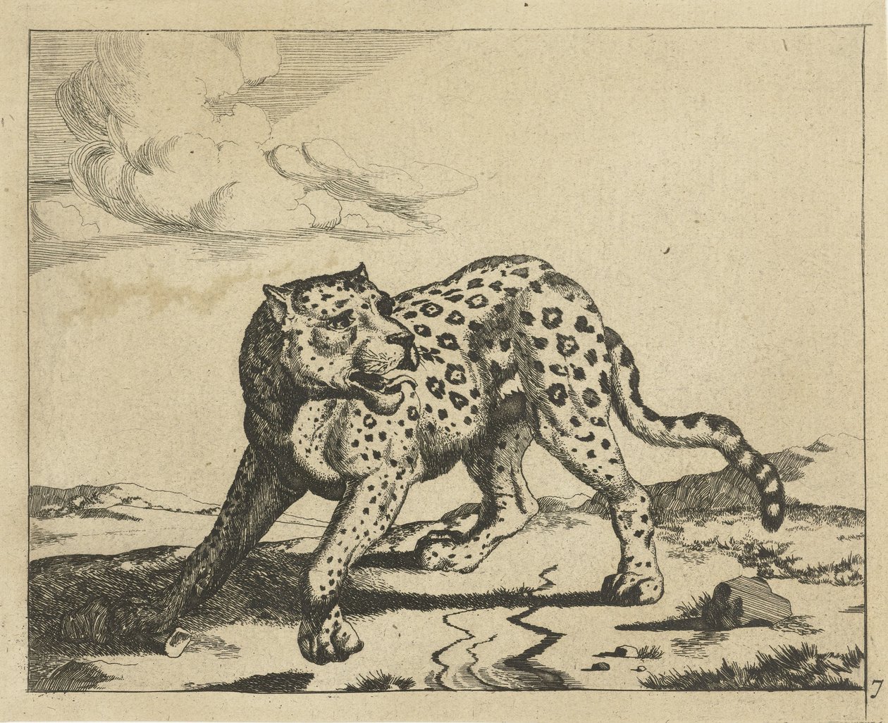 Leopard, stående til venstre, hodet til høyre Leoparder (serietittel) av Marcus de Bye