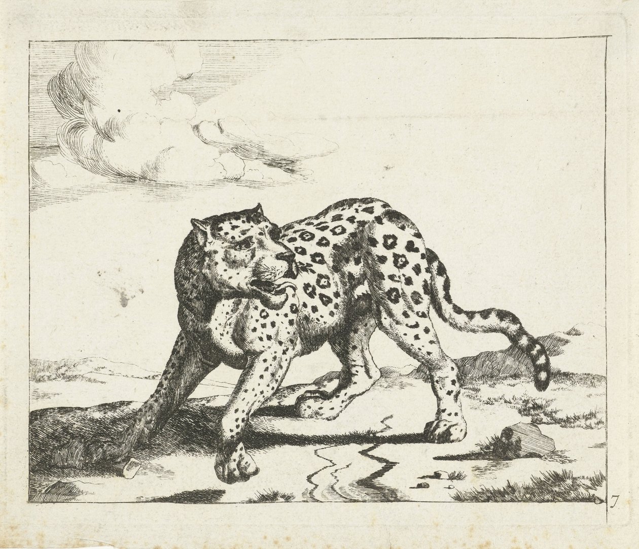 Leopard, stående til venstre, hodet til høyre Leoparder (serietittel) av Marcus de Bye