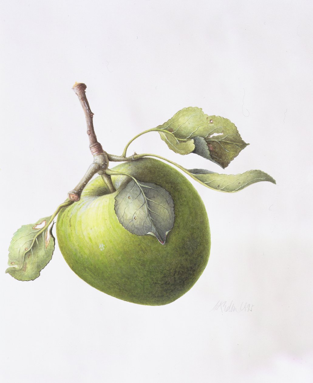 Bramley Apple, 1995 av Margaret Ann Eden