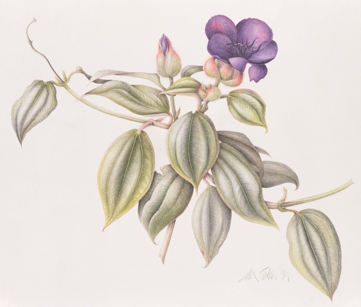 Glory Flower (Tibouchina Urvilleana) 1999 (wc på papir) av Margaret Ann Eden