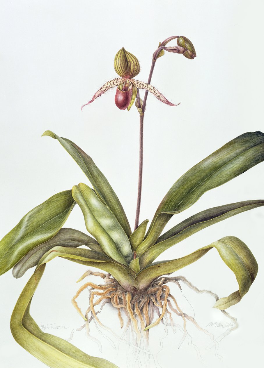 Iris, 1995 (wc på papir) av Margaret Ann Eden