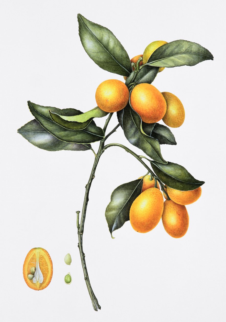 Kumquat, 1996 (wc på papir) av Margaret Ann Eden
