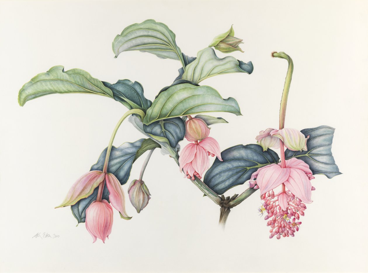 Fantastisk Medinilla av Margaret Ann Eden