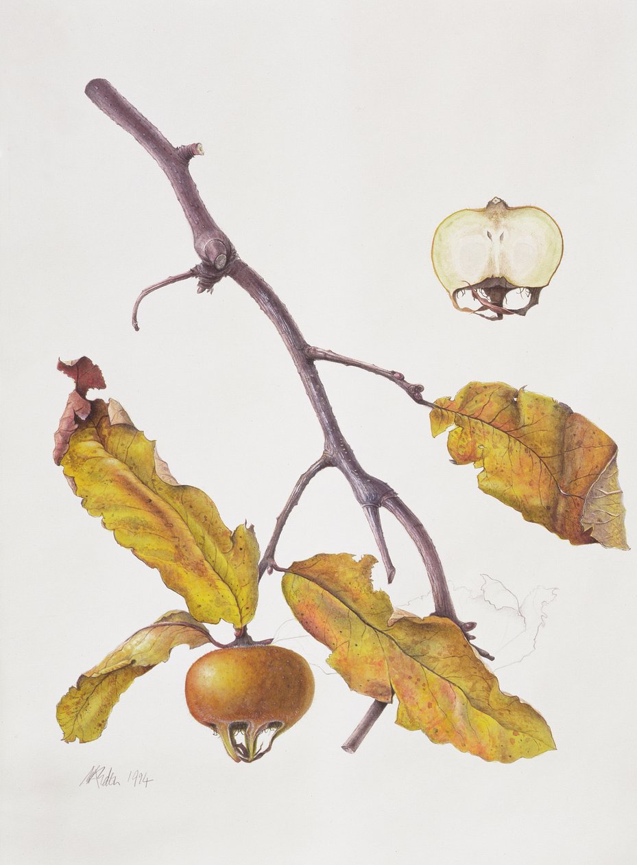 Medlar, 1995 (wc på papir) av Margaret Ann Eden