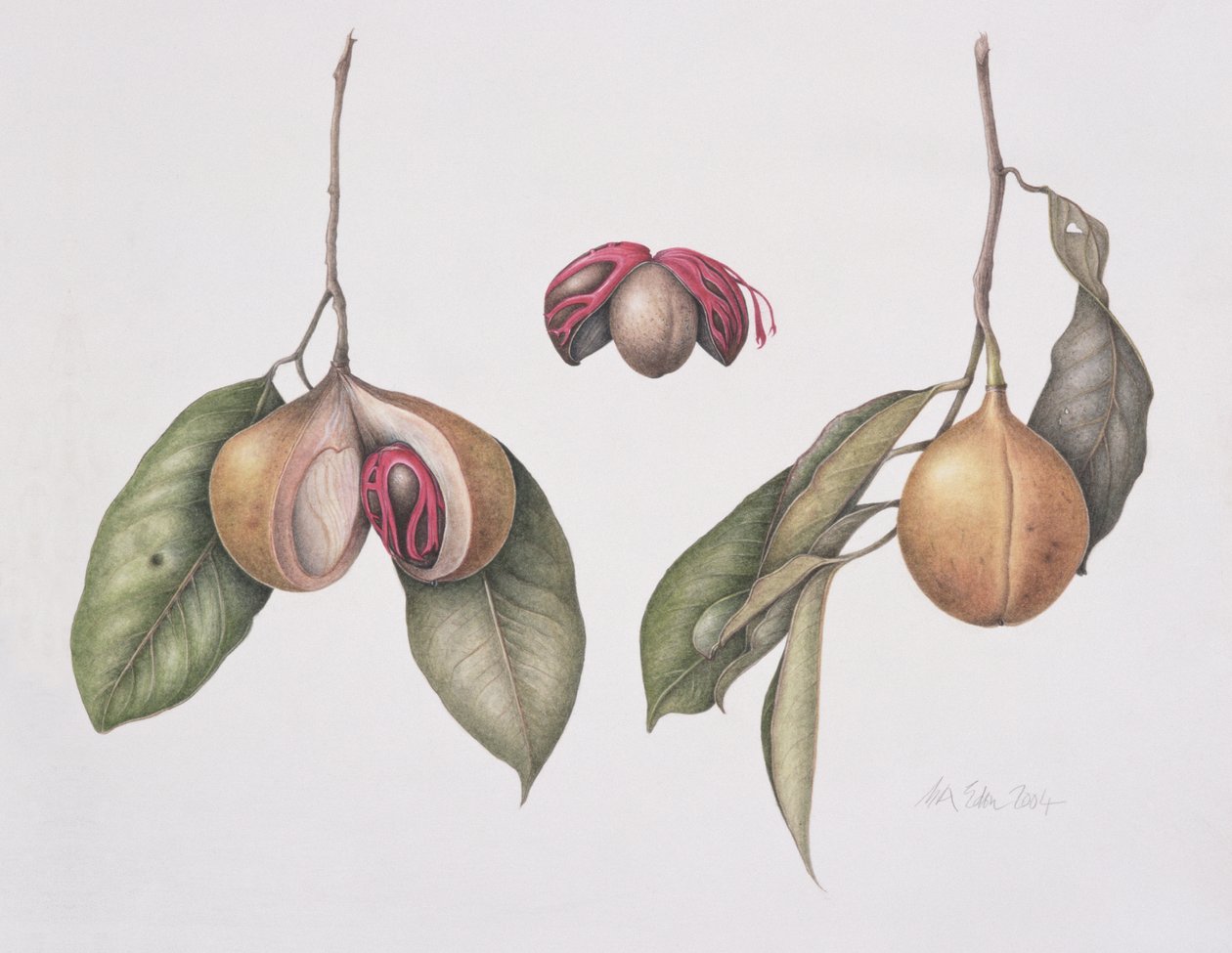 Muskat (Myristica fragrans) 2004 (wc på papir) av Margaret Ann Eden