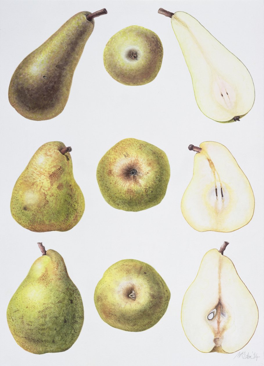 Six Pears, 1994 (wc på papir) av Margaret Ann Eden