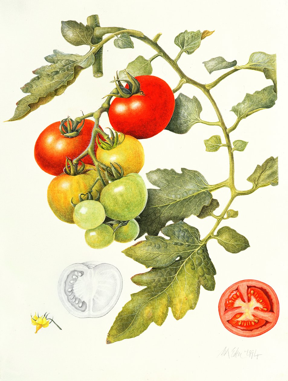 Tomater, 1994 av Margaret Ann Eden