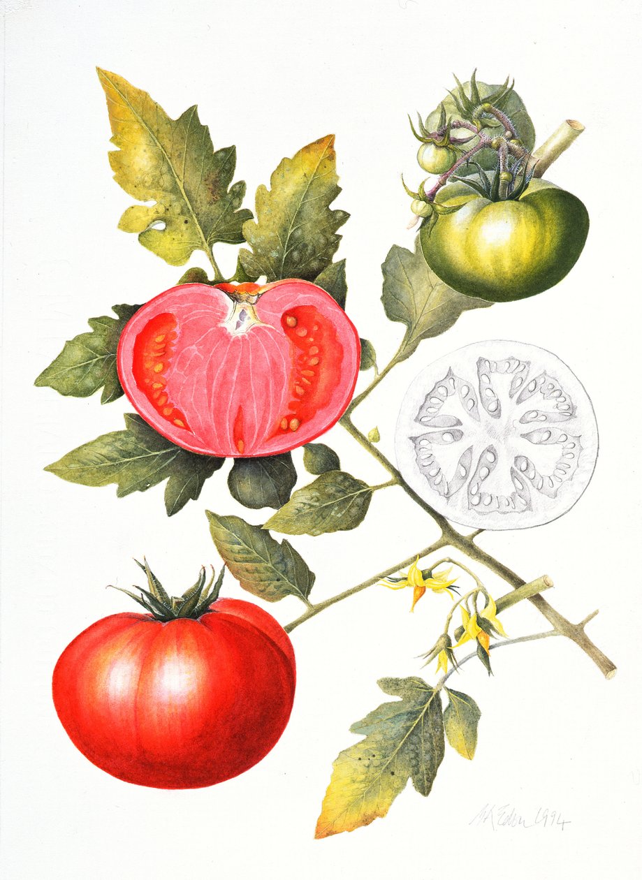 Tomater, 1994 av Margaret Ann Eden