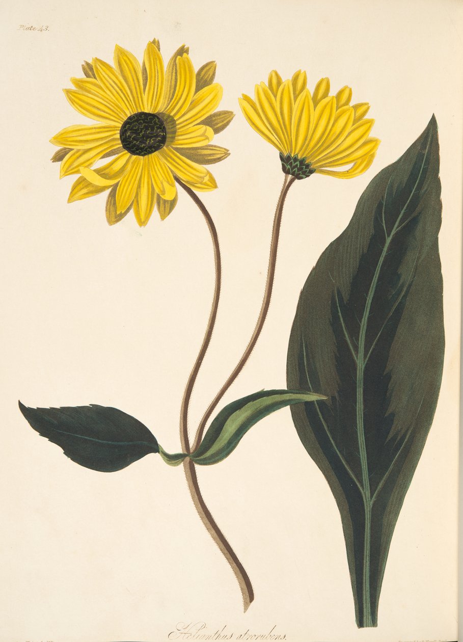 Dark-eyed Sunflower, fra Floral Illustrations of the Seasons, pub. 1829 (håndfarget gravering) av Margaret Roscoe