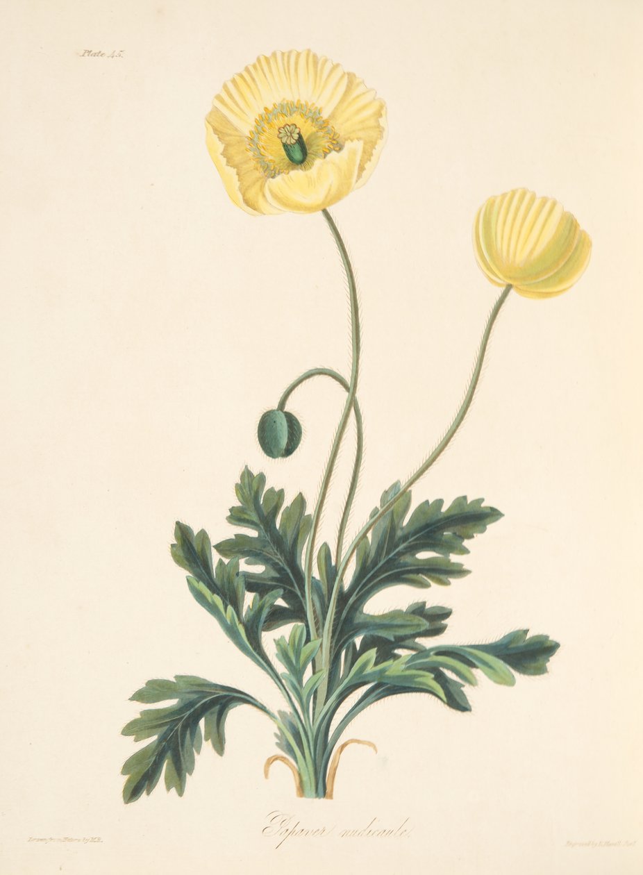 Naken-stilket Poppy, fra Floral Illustrations of the Seasons, pub. 1829 (håndfarget gravering) av Margaret Roscoe