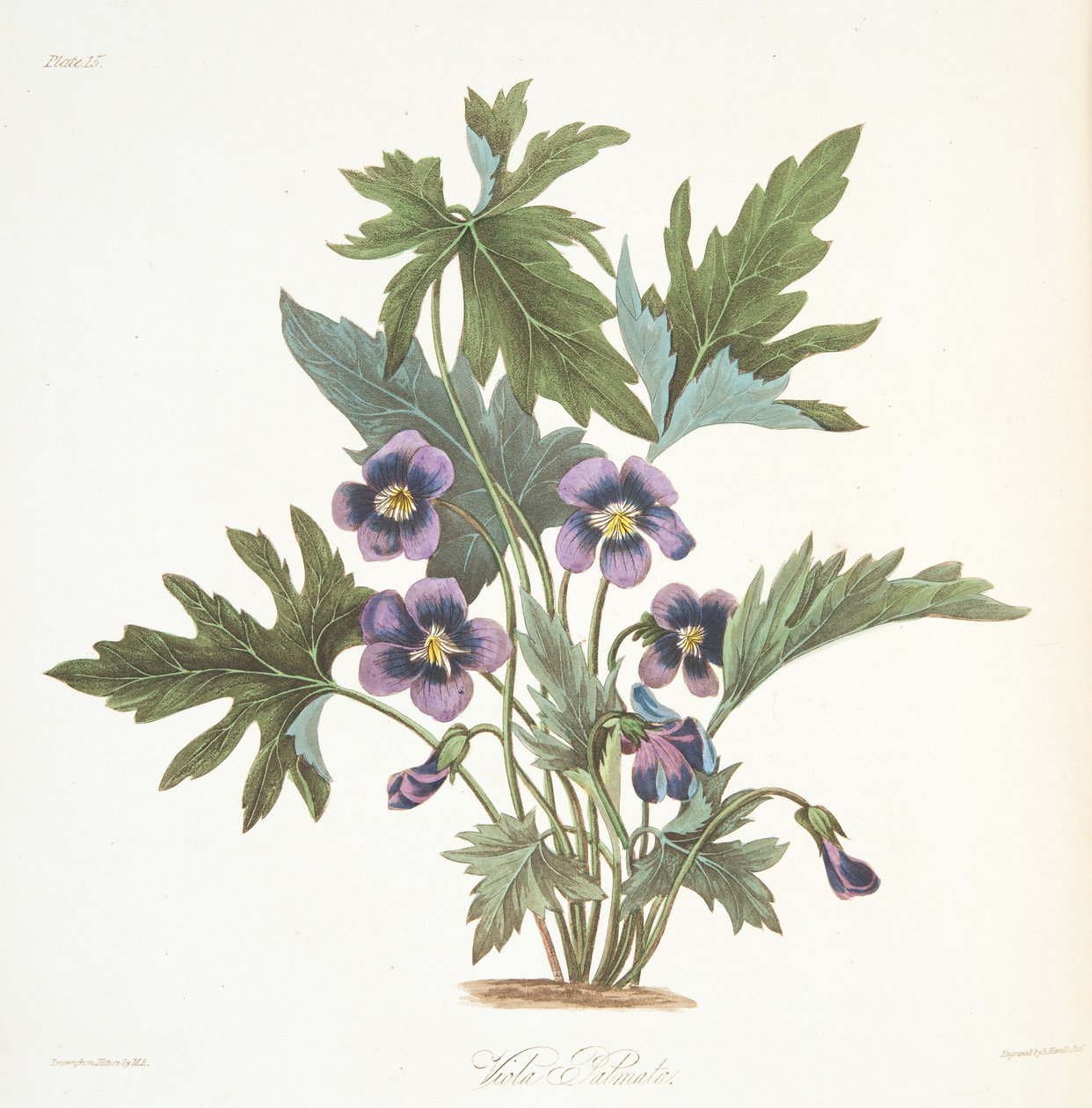Palmate leaved Violet, fra Floral Illustrations of the Seasons, pub. 1829 (håndfarget gravering) av Margaret Roscoe