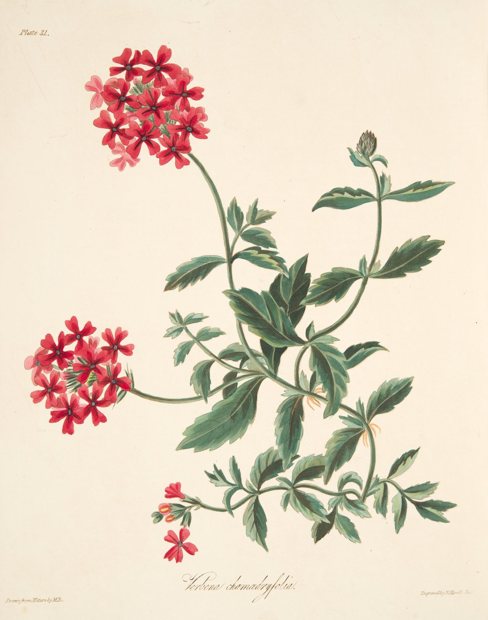 Scarlet-blomstret Vervain, fra Floral Illustrations of the Seasons, pub. 1829 av Margaret Roscoe