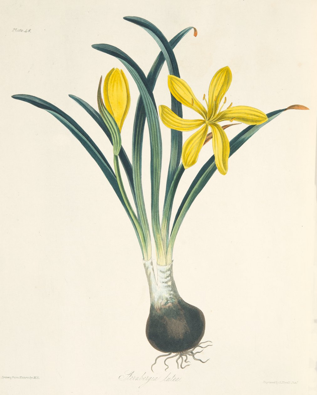 Yellow Sterngergia, fra Floral Illustrations of the Seasons, pub. 1829 av Margaret Roscoe