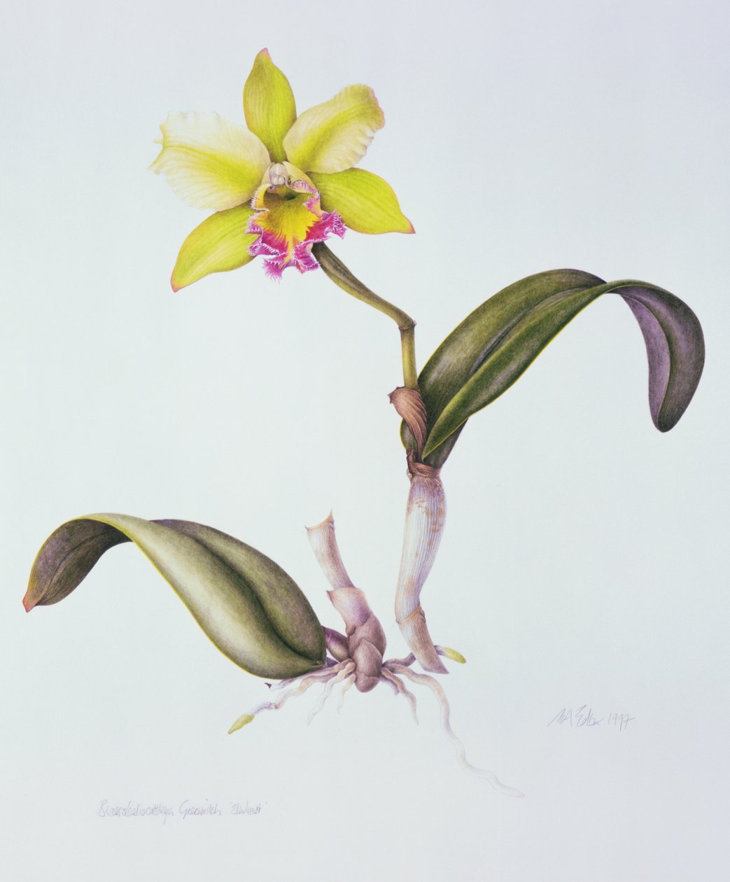 Brassolaeliocattleya Greenwich, Elmhurst (akvarell på papir) av Margaret Ann Eden