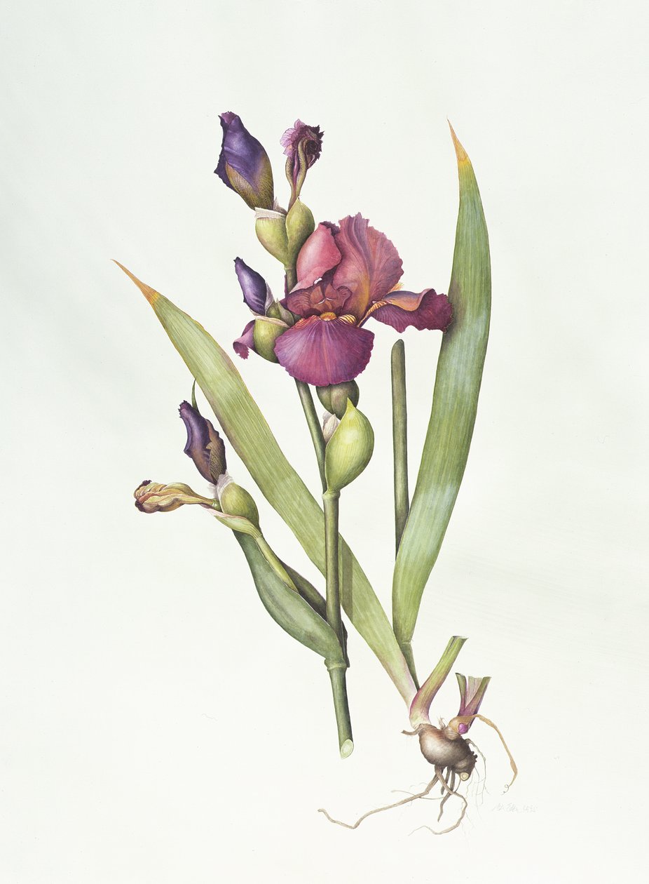 Iris (akvarell på papir) av Margaret Ann Eden