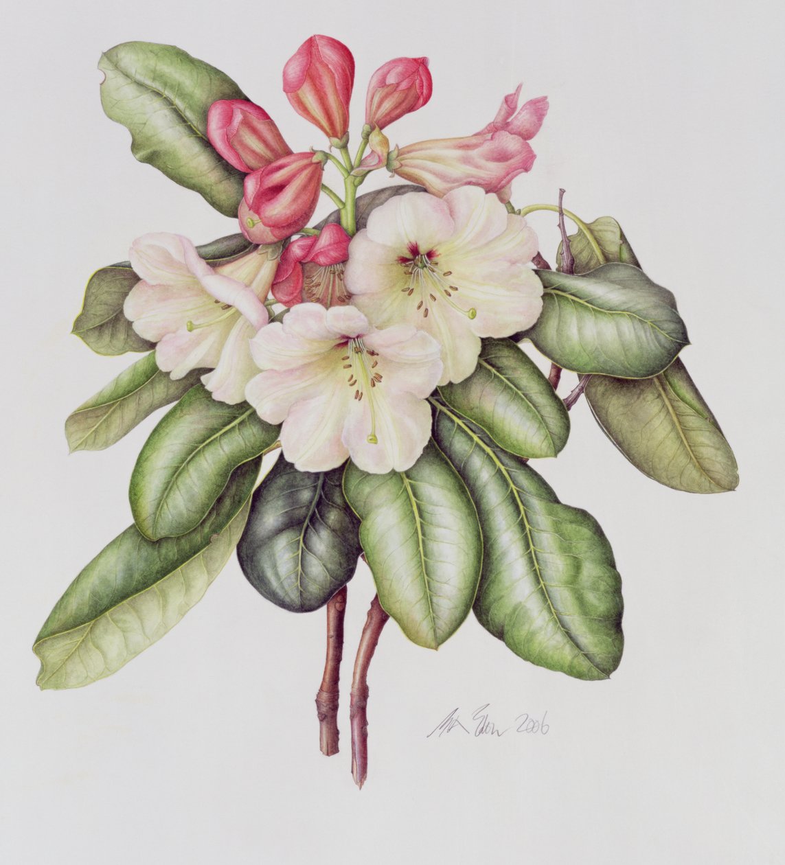 Rhododendron (akvarell på papir) av Margaret Ann Eden