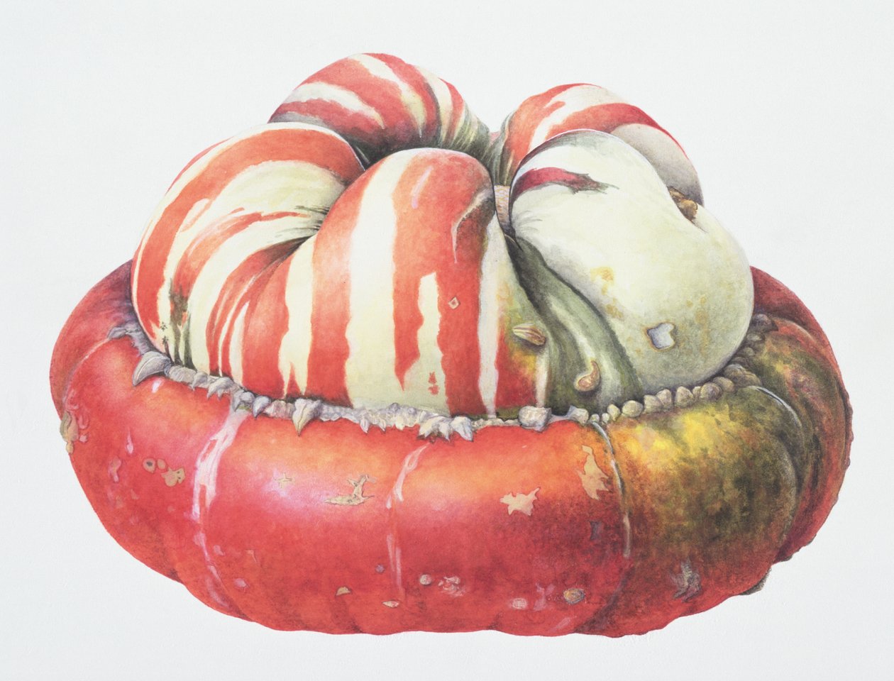 Turks Turban Squash, 1995 (wc på papir) av Margaret Ann Eden