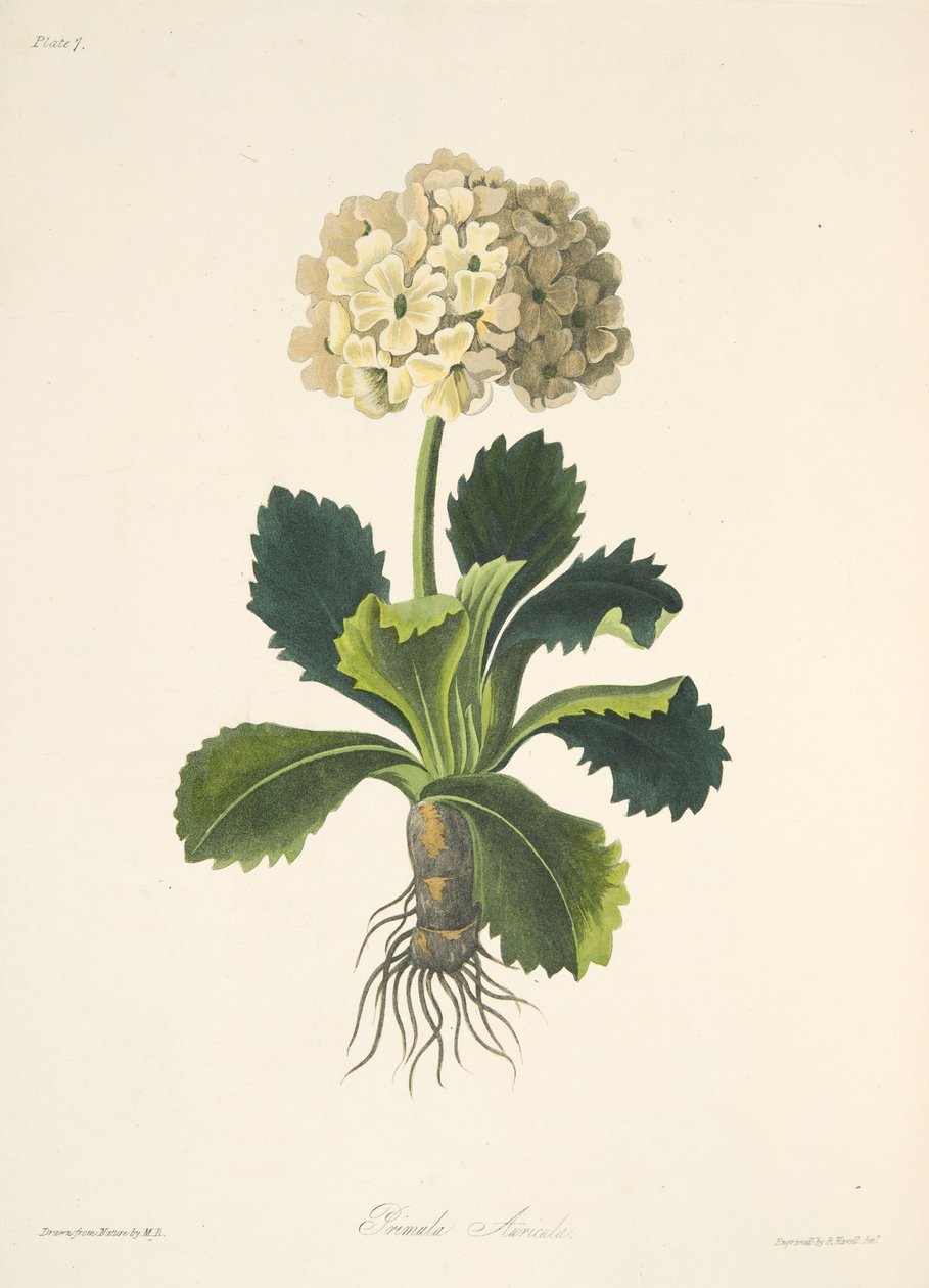 Auricula, fra Floral Illustrations of the Seasons, pub. 1829 (håndfarget gravering) av Margaret Roscoe