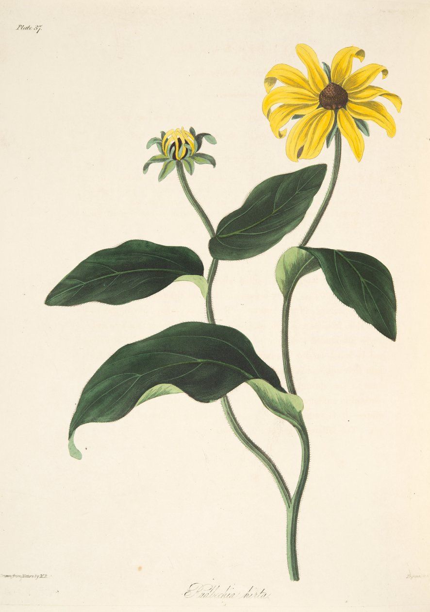 Black Eyed Susan, fra Floral Illustrations of the Seasons, pub. 1829 (håndfarget gravering) av Margaret Roscoe