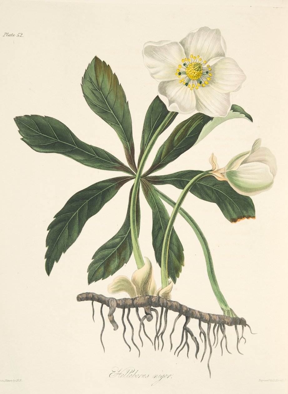 Black Hellebore eller Christmas Rose, fra Floral Illustrations of the Seasons, pub. 1829 (håndfarget gravering) av Margaret Roscoe