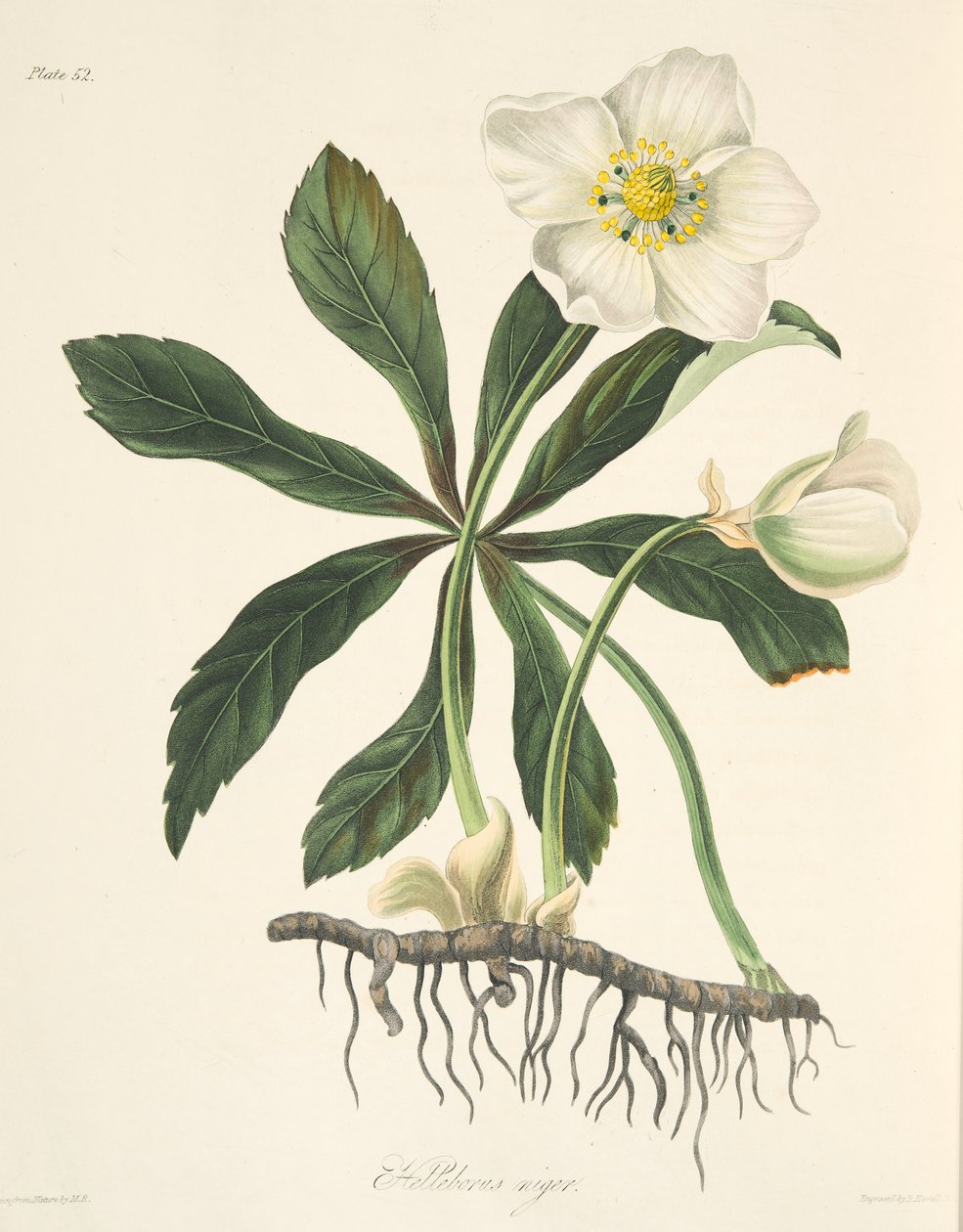 Black Hellebore eller Christmas Rose, fra Floral Illustrations of the Seasons, pub. 1829 (håndfarget gravering) av Margaret Roscoe