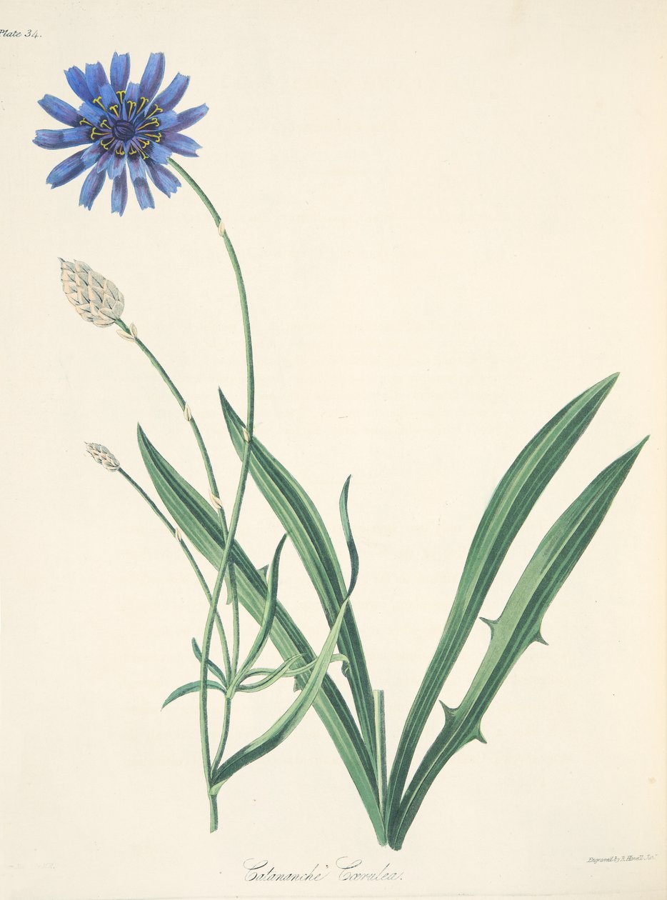 Blue Catananche, fra Floral Illustrations of the Seasons, pub. 1829 (håndfarget gravering) av Margaret Roscoe