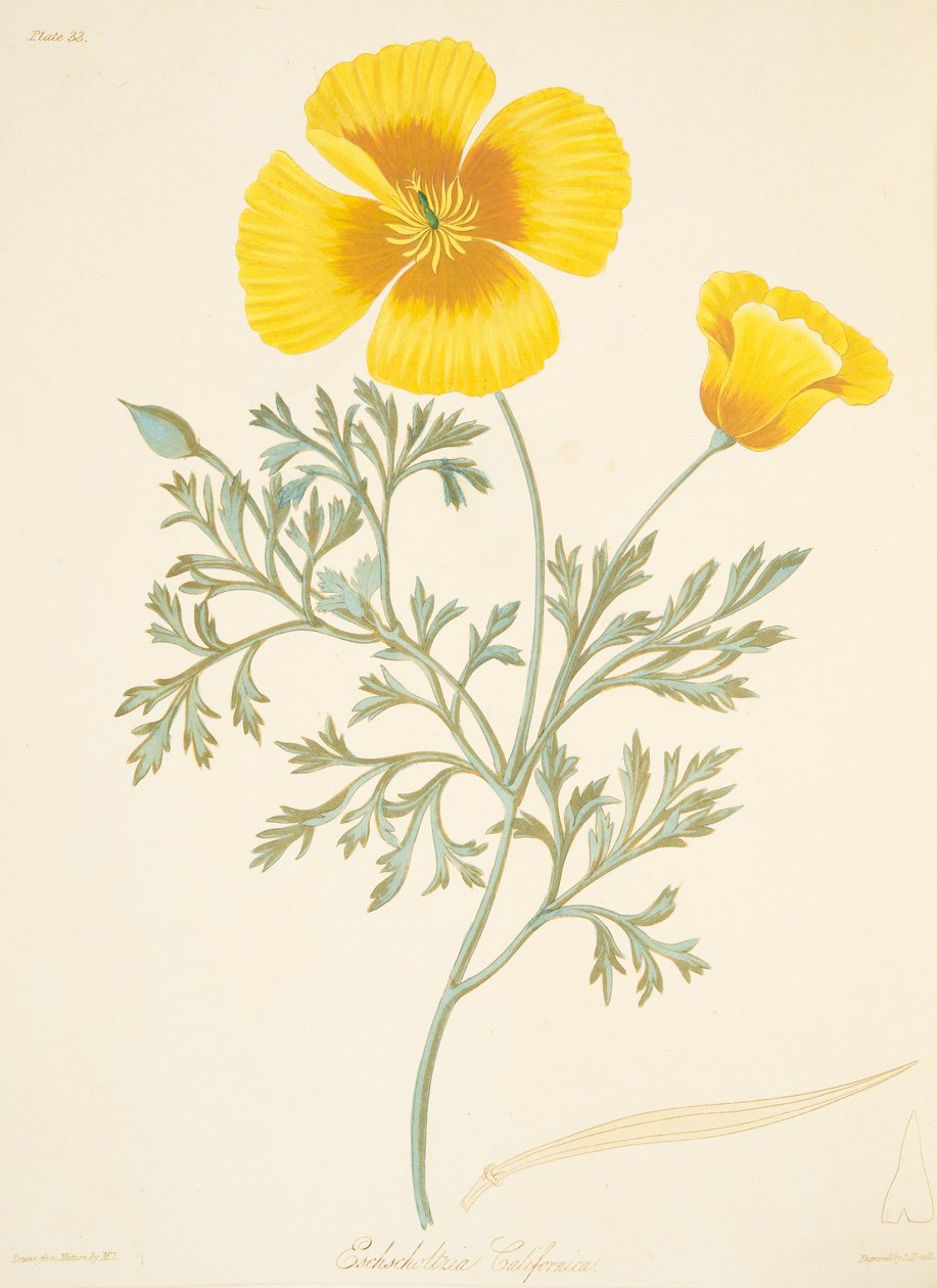 Californian Eschscholtzia, fra Floral Illustrations of the Seasons, pub. 1829 (håndfarget gravering) av Margaret Roscoe