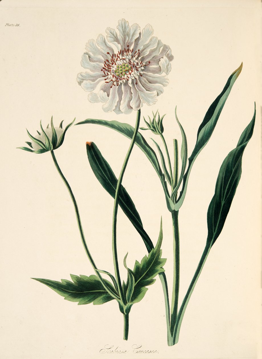 Caucasian Scabious, fra Floral Illustrations of the Seasons, pub. 1829 (håndfarget gravering) av Margaret Roscoe