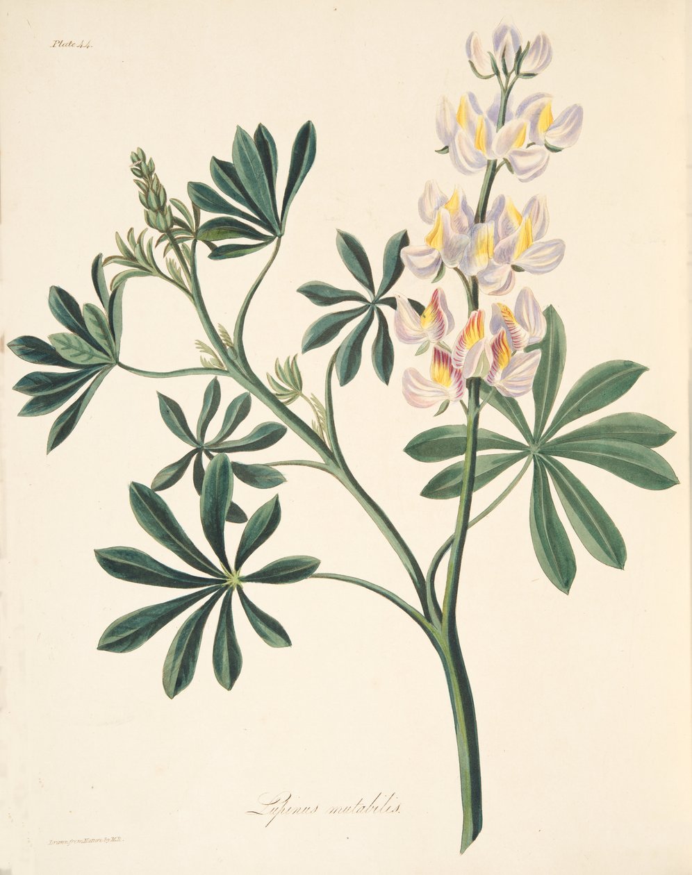 Lupin med utskiftbare blomster, fra Floral Illustrations of the Seasons, pub. 1829 (håndfarget gravering) av Margaret Roscoe