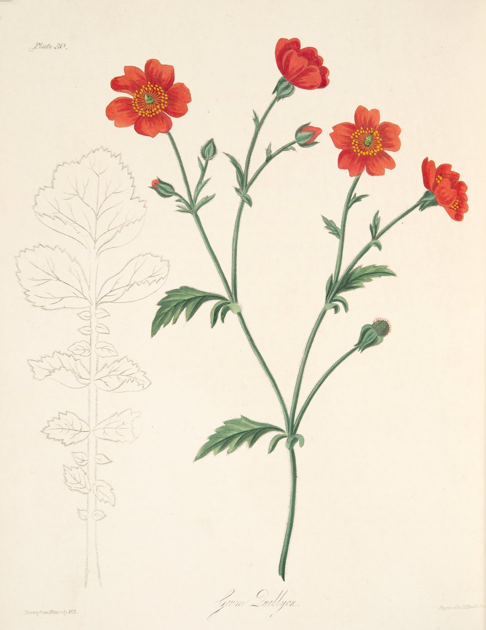 Chilenske Avens, fra Floral Illustrations of the Seasons, pub. 1829 (håndfarget gravering) av Margaret Roscoe