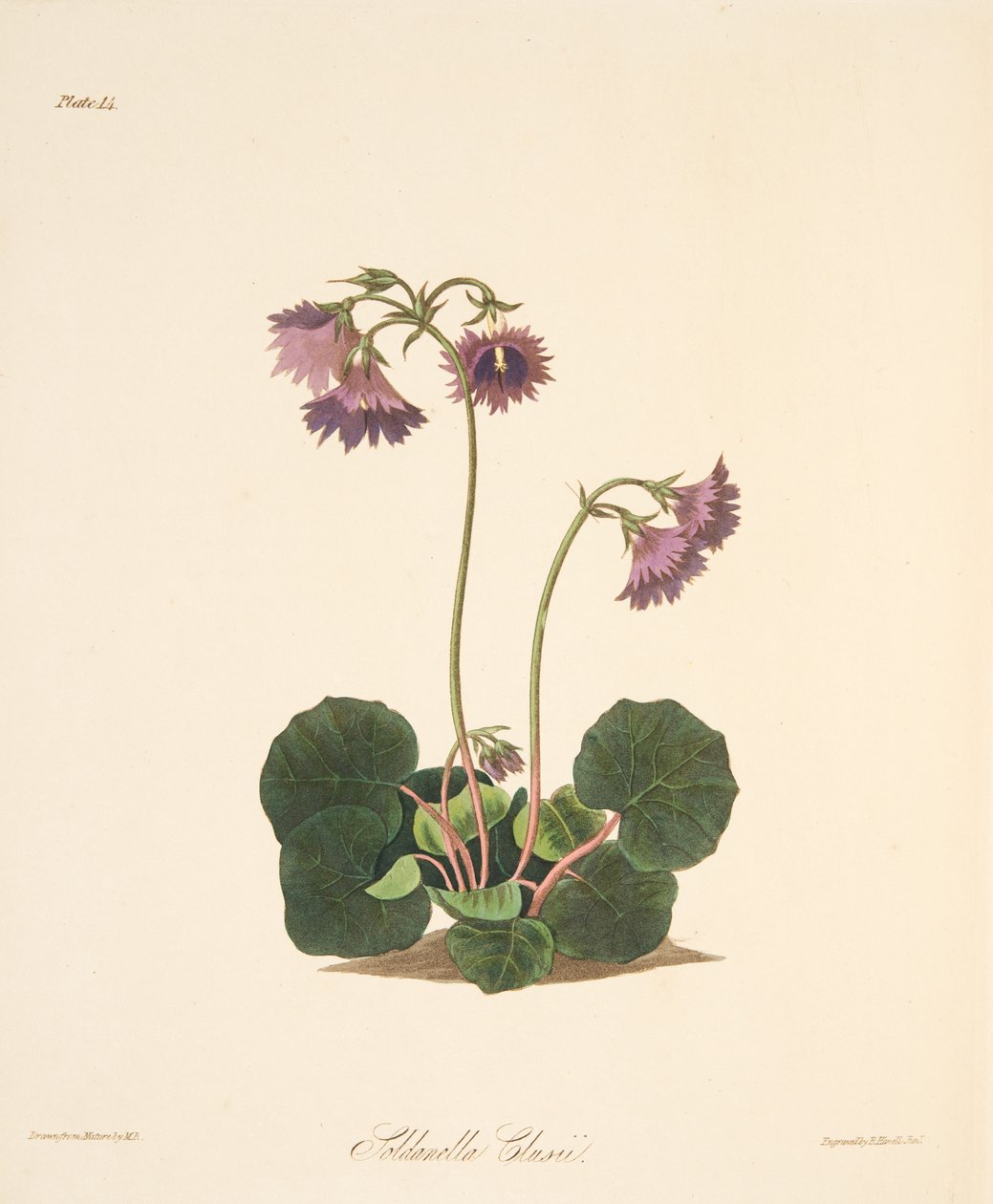 Clusiuss Soldanella, fra Floral Illustrations of the Seasons, pub. 1829 (håndfarget gravering) av Margaret Roscoe