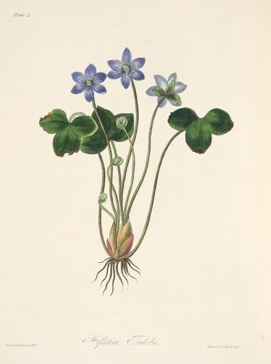 Common Blue Hepatica, fra Floral Illustrations of the Seasons, pub. 1829 (håndfarget gravering) av Margaret Roscoe