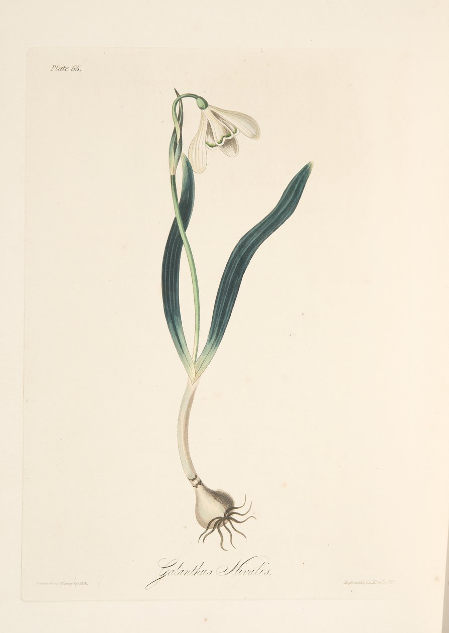 Common Snowdrop, fra Floral Illustrations of the Seasons, pub. 1829 (håndfarget gravering) av Margaret Roscoe