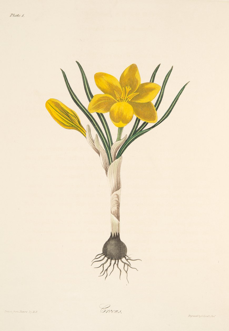 Common Yellow Crocus, fra Floral Illustrations of the Seasons, pub. 1829 (håndfarget gravering) av Margaret Roscoe