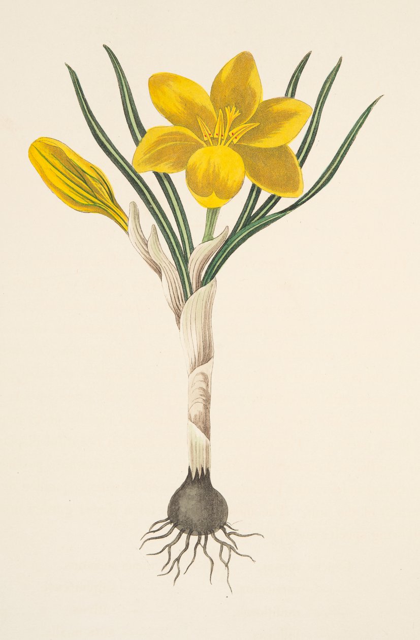 Common Yellow Crocus, fra Floral Illustrations of the Seasons, pub. 1829 (håndfarget gravering) av Margaret Roscoe
