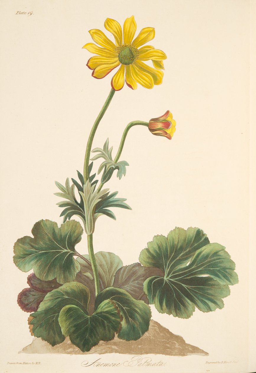 Cyclamen-leaved Anemone, fra Floral Illustrations of the Seasons, pub. 1829 (håndfarget gravering) av Margaret Roscoe