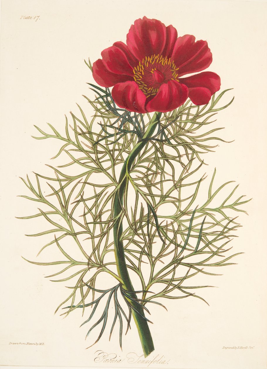 Fine Leaved Paeony, fra Floral Illustrations of the Seasons, pub. 1829 (håndfarget gravering) av Margaret Roscoe