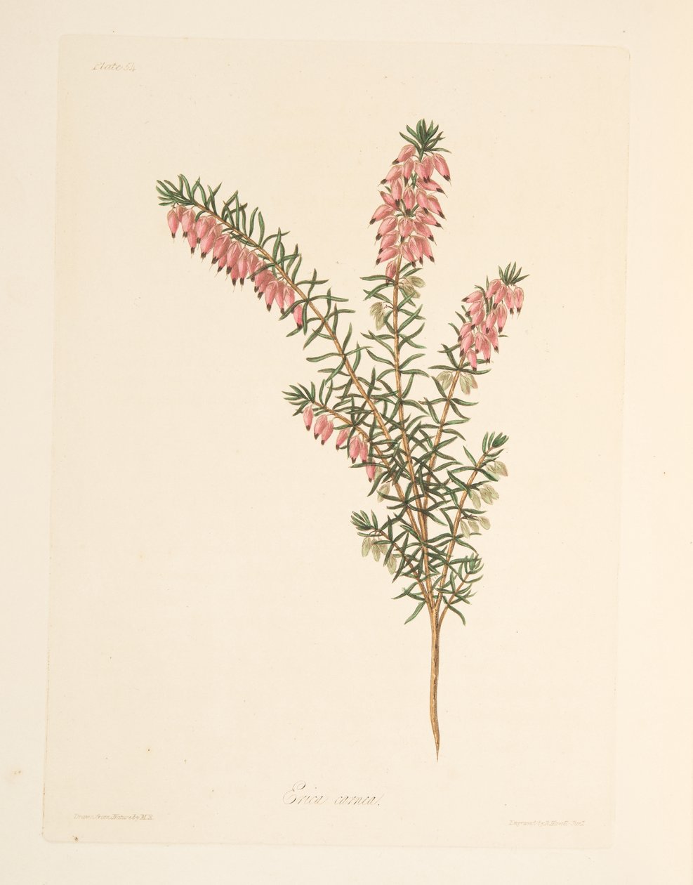 Kjøttfarget, tidlig flytende Heath, fra Floral Illustrations of the Seasons, pub. 1829 (håndfarget gravering) av Margaret Roscoe