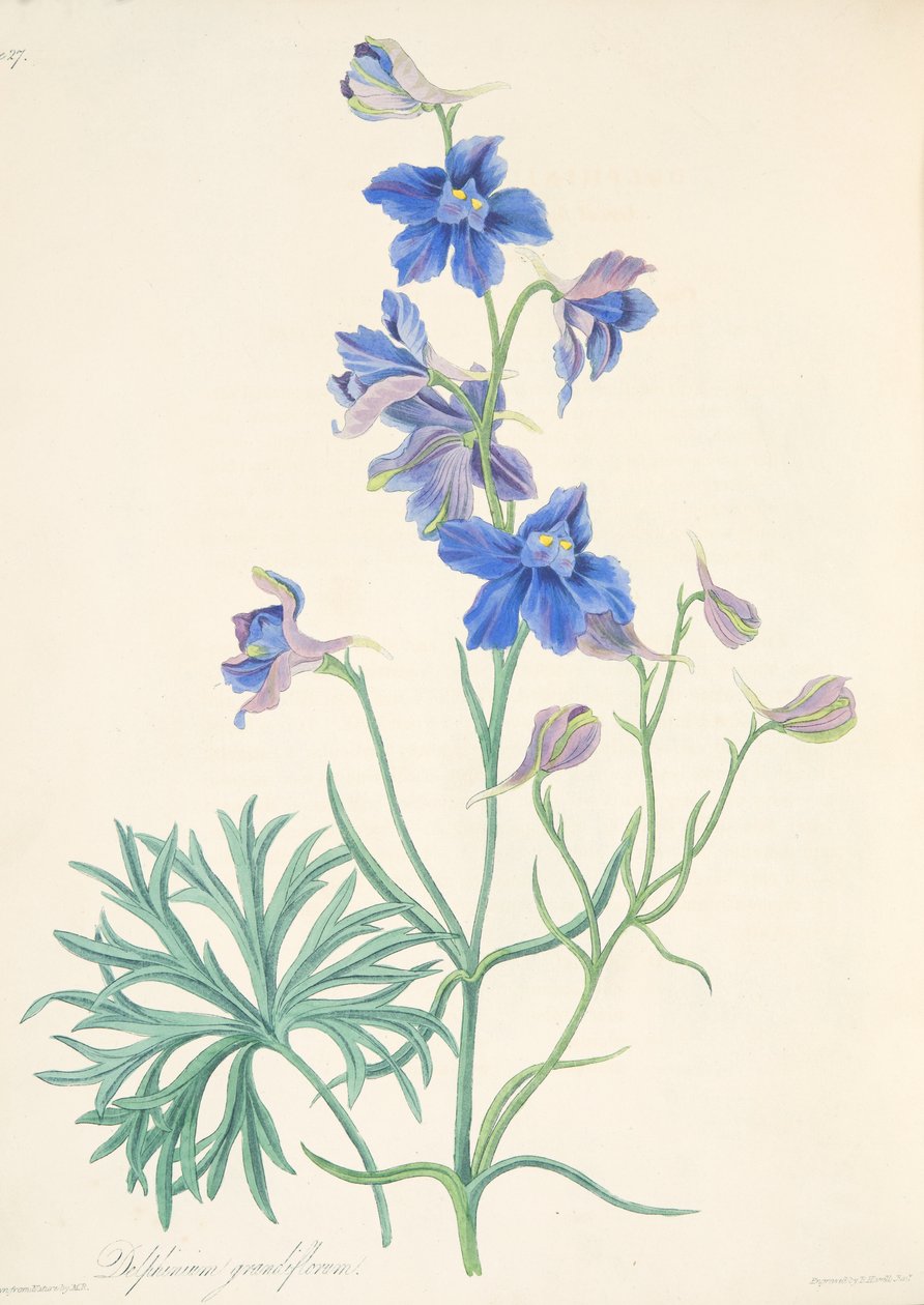 Great Flowered Larkspur, fra Floral Illustrations of the Seasons, pub. 1829 (håndfarget gravering) av Margaret Roscoe