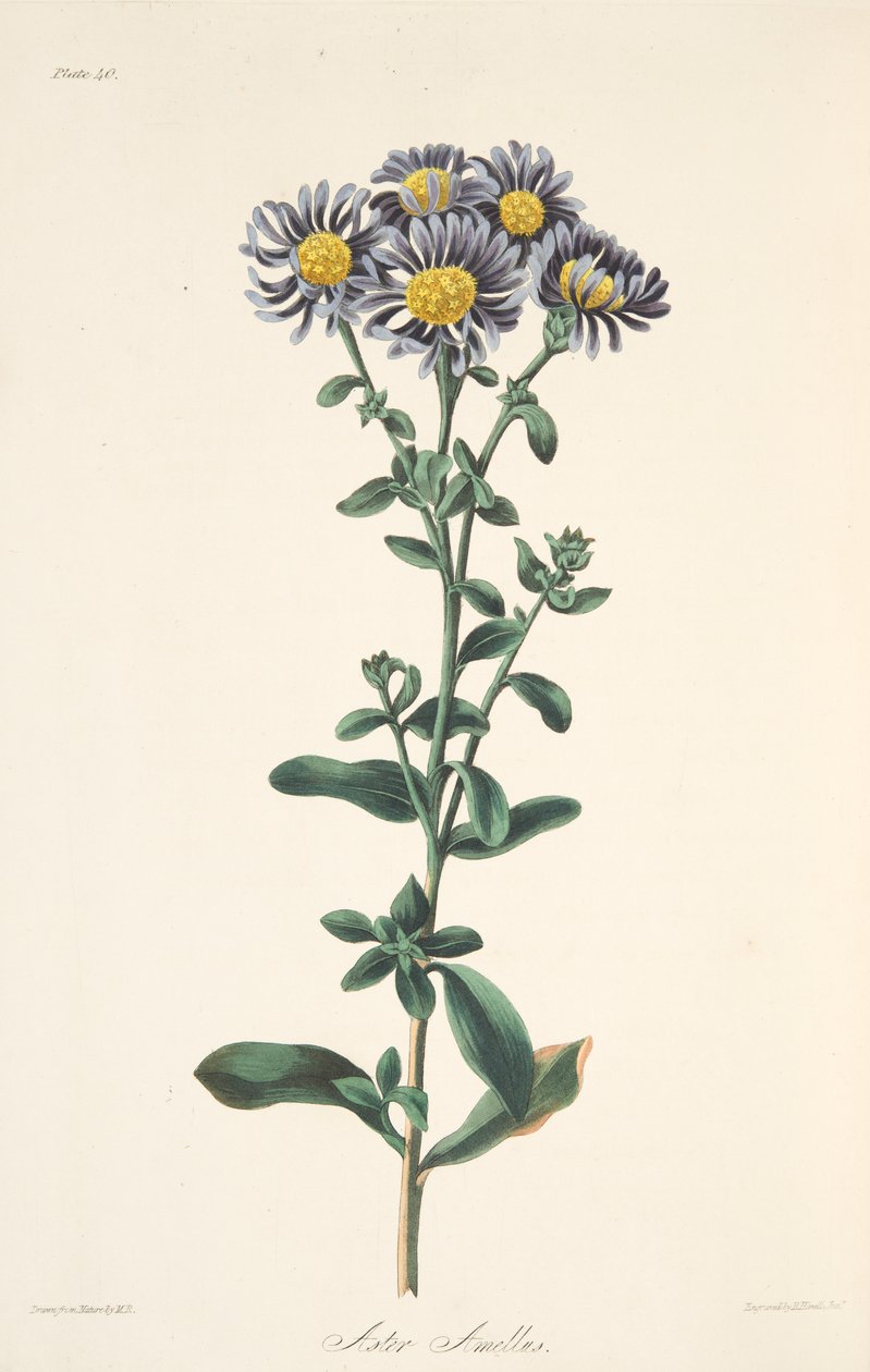 Italiensk Aster, fra Floral Illustrations of the Seasons, pub. 1829 (håndfarget gravering) av Margaret Roscoe