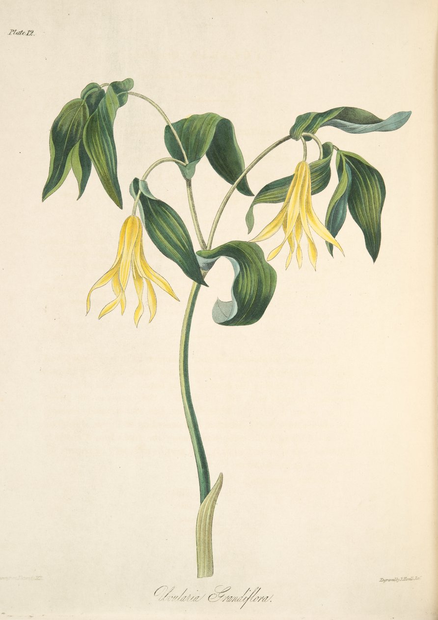Large Flowered Bellwort, fra Floral Illustrations of the Seasons, pub. 1829 (håndfarget gravering) av Margaret Roscoe