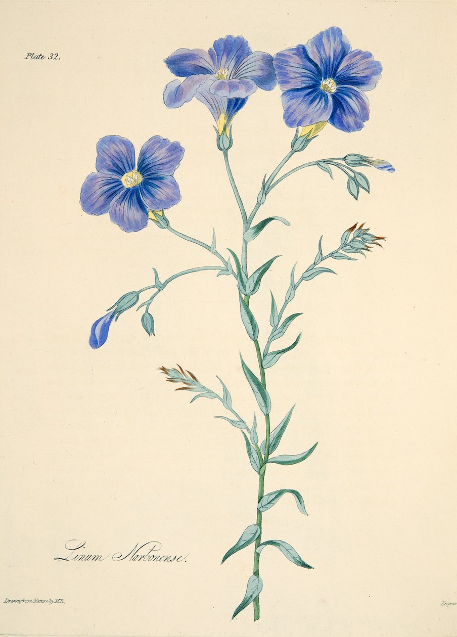 Narbonne Flax, fra Floral Illustrations of the Seasons, pub. 1829 (håndfarget gravering) av Margaret Roscoe