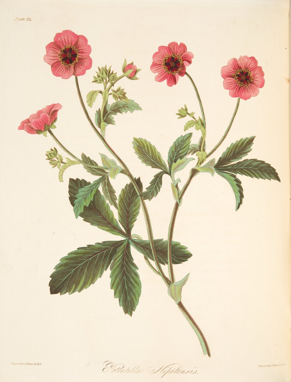 Nipal Potentilla, fra Floral Illustrations of the Seasons, pub. 1829 (håndfarget gravering) av Margaret Roscoe