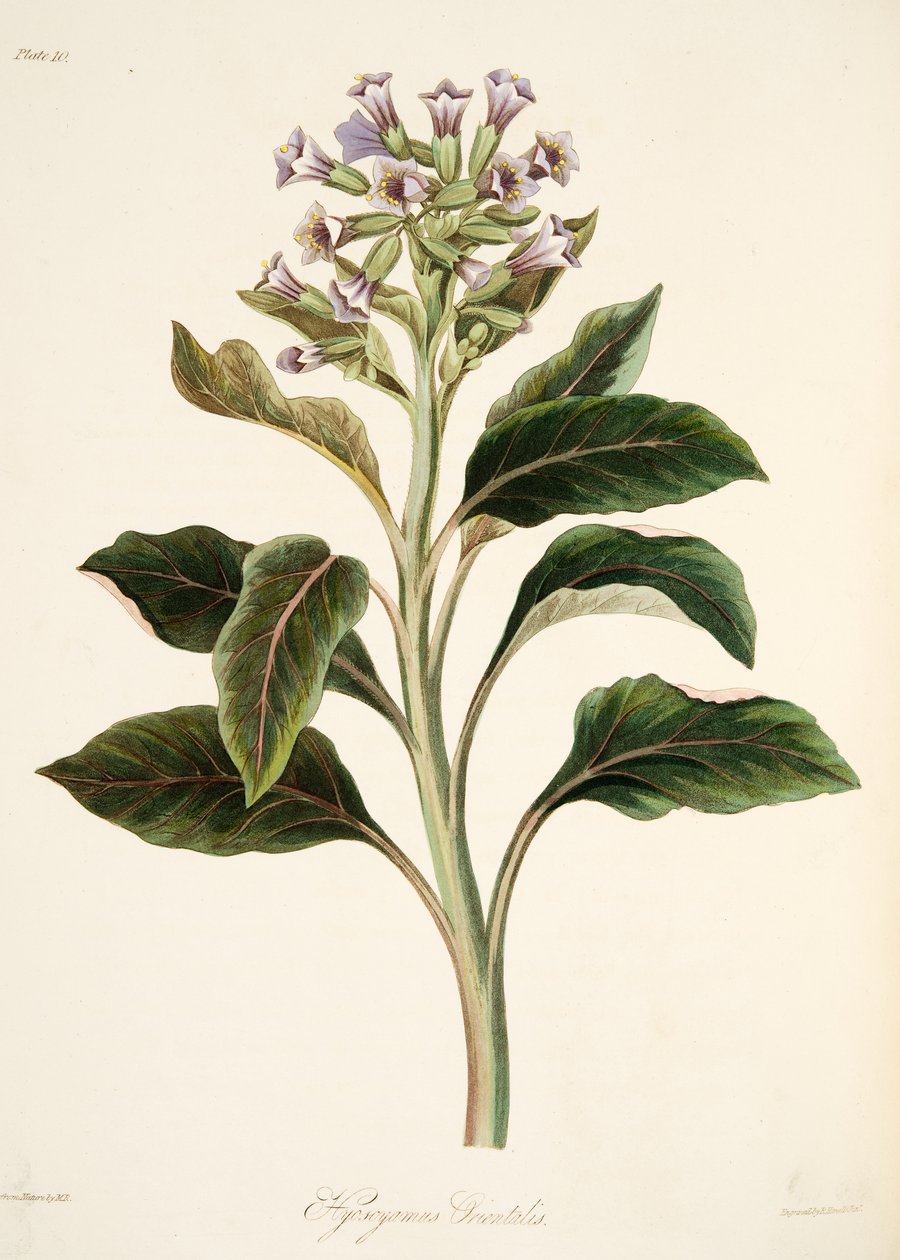 Oriental Hyoscyamus, fra Floral Illustrations of the Seasons, pub. 1829 (håndfarget gravering) av Margaret Roscoe