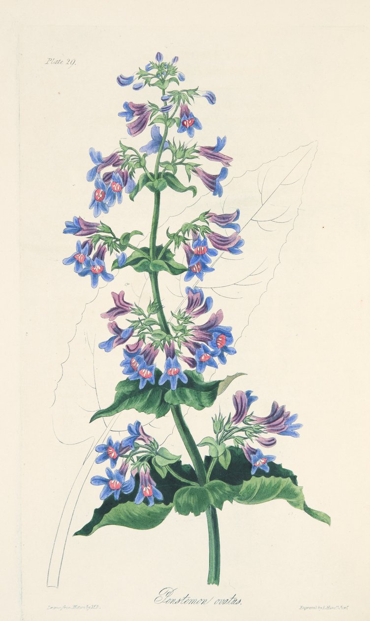 Ovate-leaved Penstemon, fra Floral Illustrations of the Seasons, pub. 1829 (håndfarget gravering) av Margaret Roscoe