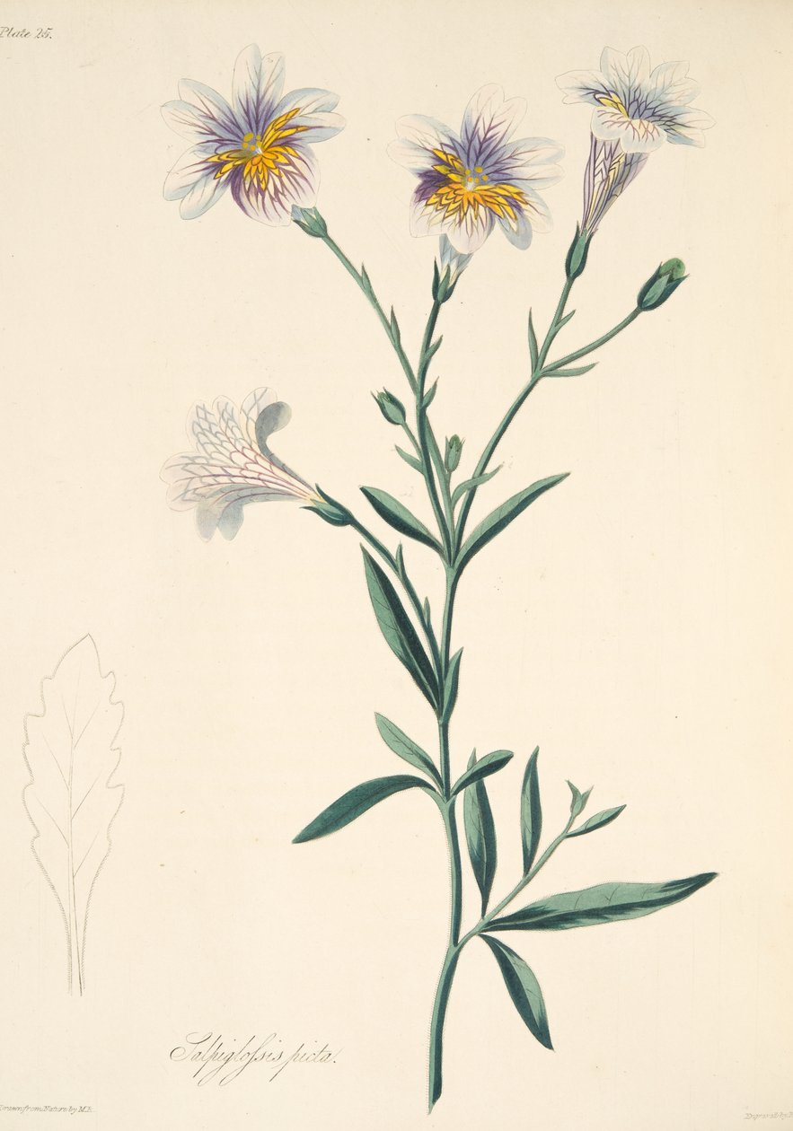 Painted Salpiglossis, fra Floral Illustrations of the Seasons, pub. 1829 (håndfarget gravering) av Margaret Roscoe