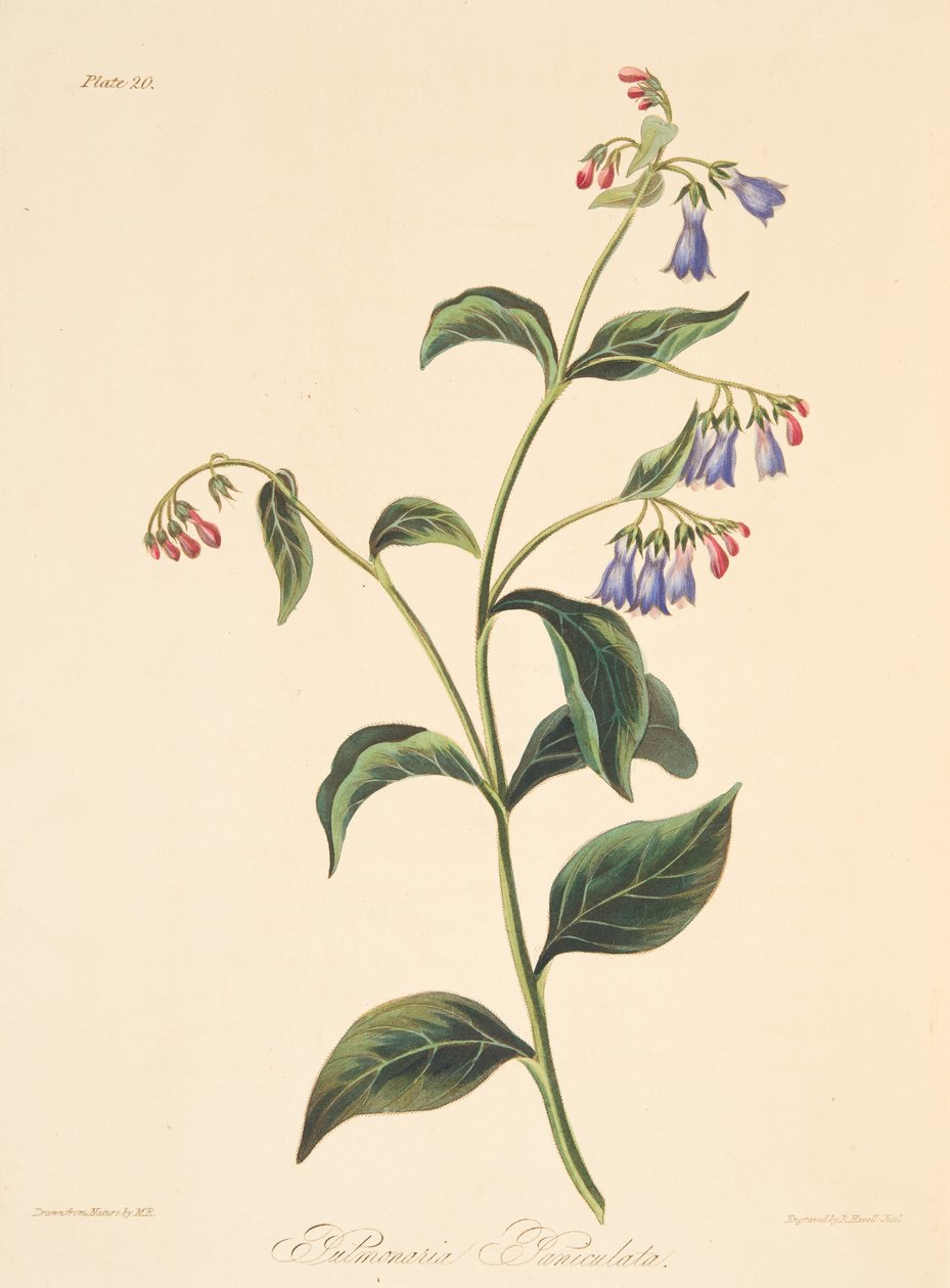 Panicled Lungwort, fra Floral Illustrations of the Seasons, pub. 1829 (håndfarget gravering) av Margaret Roscoe